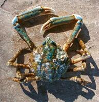 The shell of a crab thrown by a storm ashore at Brighton Beach, New York photo