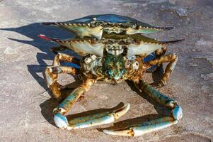 The shell of a crab thrown by a storm ashore at Brighton Beach, New York photo