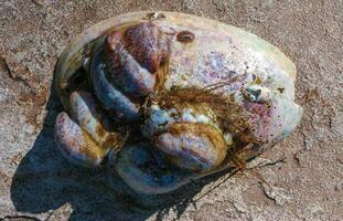 Mollusks Crepidula -Gastropoda- attached to the shell on the sandy shore of a beach near Brighton Beach photo