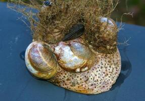 Mollusks Crepidula -Gastropoda- attached to the shell on the sandy shore of a beach near Brighton Beach photo