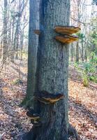 Parasitic fungi Tinder fungus on a tree trunk in the autumn forest, Princeton County photo