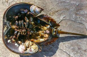 Mollusks Crepidula -Gastropoda attached to the shell of a horseshoe crab photo