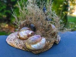 Mollusks Crepidula -Gastropoda- attached to the shell on the sandy shore of a beach near Brighton Beach photo