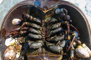 The female horseshoe crab Limulus polyphemus, An animal washed up by a storm on a sandy beach in Brighton Beach, New York, USA photo