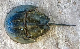 The female horseshoe crab Limulus polyphemus, An animal washed up by a storm on a sandy beach in Brighton Beach, New York, USA photo