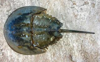 The female horseshoe crab Limulus polyphemus, An animal washed up by a storm on a sandy beach in Brighton Beach, New York, USA photo