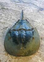The female horseshoe crab Limulus polyphemus, An animal washed up by a storm on a sandy beach in Brighton Beach, New York, USA photo