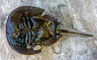 The female horseshoe crab Limulus polyphemus, An animal washed up by a storm on a sandy beach in Brighton Beach, New York, USA photo