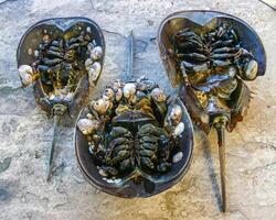 The female horseshoe crab Limulus polyphemus, An animal washed up by a storm on a sandy beach in Brighton Beach, New York, USA photo