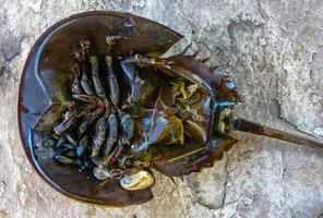 The female horseshoe crab Limulus polyphemus, An animal washed up by a storm on a sandy beach in Brighton Beach, New York, USA photo