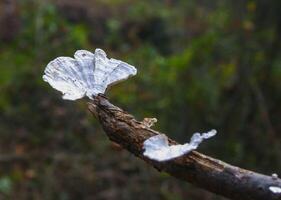Wood saprophytic fungi on old rotting branches in a forest in the suburbs of New Jersey in the fall, USA photo