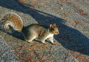 Eastern Gray Squirrel Sciurus carolinensis, squirrel runs up the stairs in Manhattan photo