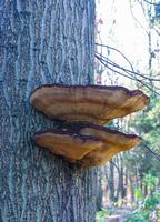 Parasitic fungi Tinder fungus on a tree trunk in the autumn forest, Princeton County photo