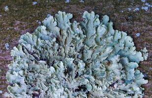 Lichen - it symbiosis fungus and algae that live in the most extreme conditions photo
