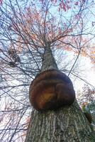Parasitic fungi Tinder fungus on a tree trunk in the autumn forest, Princeton County photo