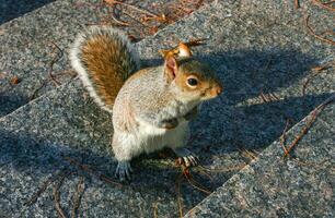Eastern Gray Squirrel Sciurus carolinensis, squirrel runs up the stairs in Manhattan photo