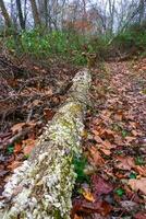 Tree-destroying saprophytic fungi Trichaptum biforme, commonly known as the violet-pored bracket fungus, purple tooth, NJ photo