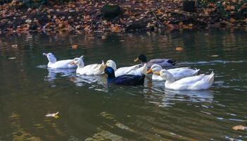 Different breeds of ducks swim in the lake in the Pete Sensi Park, NJ, USA photo