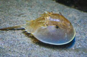 Xiphosura, Atlantic horseshoe crab Limulus polyphemus, Philadelphia, USA photo