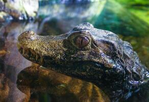 Cuvier Dwarf Caiman or Musky Caiman Paleosuchus palpebrosus, young animal in an aquarium photo