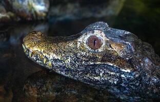 Cuvier Dwarf Caiman or Musky Caiman Paleosuchus palpebrosus, young animal in an aquarium photo