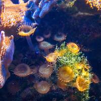 Green White Striped Polyp Zoanthus sp., Colorful button corals swaying under the sea water, USA photo