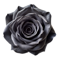 Dark black rose in full bloom transparent file png