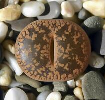 Mesembs Lithops aucampia South African plant from Namibia in the botanical collection of supersucculent plants photo