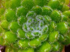 Close-up, succulent leaves of a succulent plant Echeveria sp. in a botanical garden collection photo