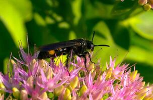 The large Scolia wasp collects nectar on the inflorescence of a flower photo