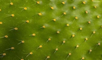Close-up, spines and glochidia on a flat leaf of Opuntia cactus photo