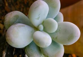 Pachyphytum oviferum, succulent plant with succulent leaves photo