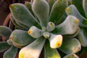 Close-up, succulent leaves of a succulent plant Echeveria sp. in a botanical garden collection photo