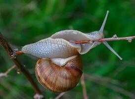 Grape snail Helix pomatia, a gastropod mollusk crawling on a twig photo