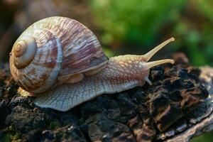 Grape snail Helix pomatia, a gastropod crawls up a tree trunk photo