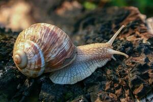 Grape snail Helix pomatia, a gastropod crawls up a tree trunk photo