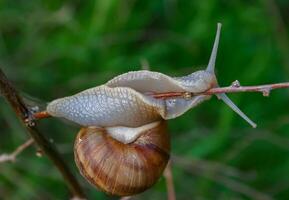 Grape snail Helix pomatia, a gastropod mollusk crawling on a twig photo