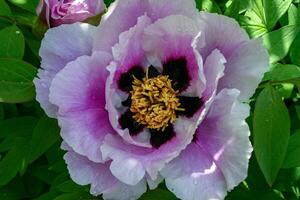 Close-up, flowers of a tree peony with yellow stamens photo