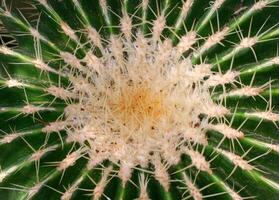 The top of an old cactus plant Echinocactus grusonii with yellow spines photo