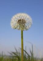 Dandelion Taraxacum officinale against the blue sky photo