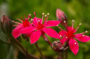 Graptopetalum bellum, Tacitus bellus, Crassulaceae succulent blooming in spring with red flowers with succulent leaves photo