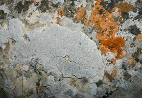 Orange and gray lichens on coastal limestone stones and rocks in Crimea, Tarkhankut photo