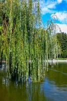 Branches hanging from a tree into the water with weeping willow leaves photo