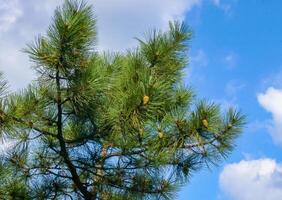 Pine branch with cones against the blue sky photo