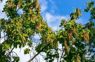 Fruits hanging from the tree catalpa or catawba, is a genus of flowering plants in the family Bignoniaceae photo