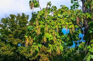 Fruits hanging from the tree catalpa or catawba, is a genus of flowering plants in the family Bignoniaceae photo