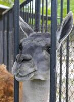 Close-up, llama's head between the fence bars in the zoo photo