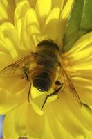 Eristalis tenax Hoverfly syrphidae on a yellow flower photo