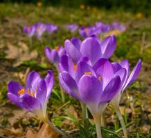 Garden crocuses bloom in spring in the botanical garden photo