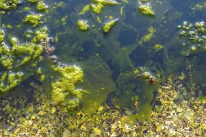 A large accumulation of green algae Ulva and Enteromorpha in a shallow estuary, eutrophication in the sea photo